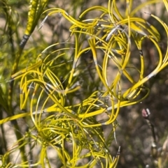 Caustis flexuosa (Curly Wigs) at Sassafras, NSW - 24 Jul 2024 by JaneR