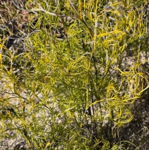 Caustis flexuosa at Sassafras, NSW - 24 Jul 2024