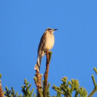 Philemon citreogularis (Little Friarbird) at Emerald, QLD - 21 Jul 2024 by lbradley