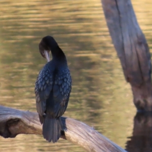 Phalacrocorax sulcirostris at Emerald, QLD - 21 Jul 2024