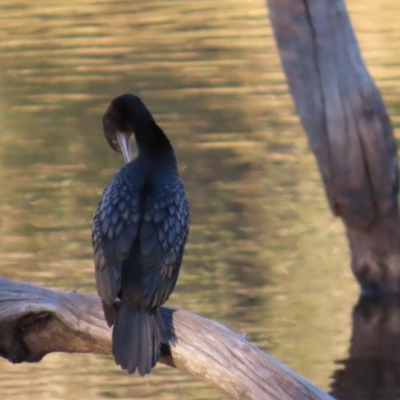 Phalacrocorax sulcirostris (Little Black Cormorant) at Emerald, QLD - 21 Jul 2024 by lbradley