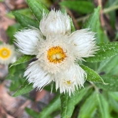 Coronidium elatum subsp. elatum (Tall Everlasting) at Jervis Bay, JBT - 24 Jul 2024 by courtneyb