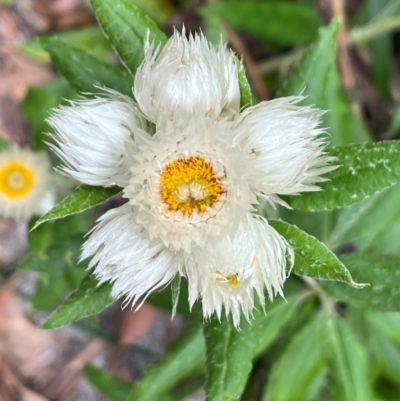 Coronidium elatum subsp. elatum (Tall Everlasting) at Jervis Bay, JBT - 24 Jul 2024 by courtneyb