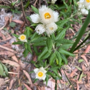 Coronidium elatum subsp. elatum at Jervis Bay, JBT - 24 Jul 2024