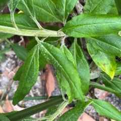 Coronidium elatum subsp. elatum at Jervis Bay, JBT - 24 Jul 2024