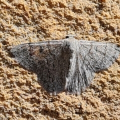 Crypsiphona ocultaria (Red-lined Looper Moth) at Laura, QLD - 23 Jul 2024 by Mike