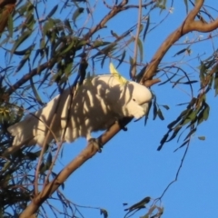 Cacatua galerita (Sulphur-crested Cockatoo) at Emerald, QLD - 21 Jul 2024 by lbradley