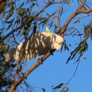 Cacatua galerita at Emerald, QLD - 21 Jul 2024 04:59 PM