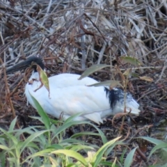 Threskiornis molucca (Australian White Ibis) at Emerald, QLD - 21 Jul 2024 by lbradley