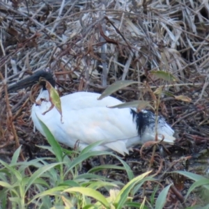 Threskiornis molucca at Emerald, QLD - 21 Jul 2024