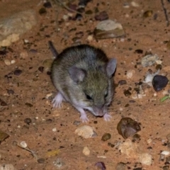 Pseudomys hermannsburgensis (Sandy Inland Mouse) at Ghan, NT - 14 Jun 2022 by MichaelBedingfield