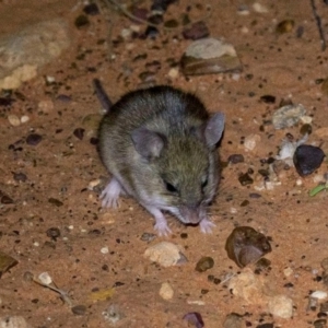 Pseudomys hermannsburgensis at Ghan, NT - 14 Jun 2022