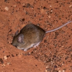 Pseudomys hermannsburgensis at Ghan, NT - 14 Jun 2022 12:00 PM