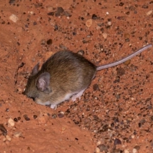 Pseudomys hermannsburgensis at Ghan, NT - 14 Jun 2022 12:00 PM