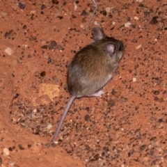 Pseudomys hermannsburgensis at Ghan, NT - 14 Jun 2022 12:00 PM