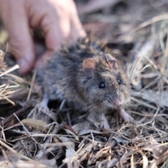 Pseudomys oralis (Hastings River Mouse) at Mount Colliery, QLD - 15 Oct 2023 by MichaelBedingfield