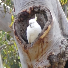 Cacatua galerita (Sulphur-crested Cockatoo) at Welby, NSW - 24 Jul 2024 by Curiosity