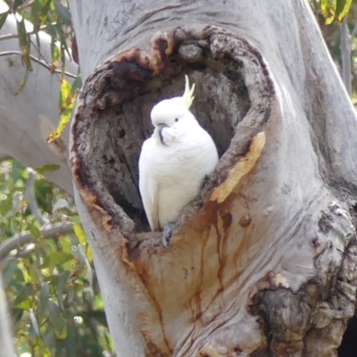 Cacatua galerita (Sulphur-crested Cockatoo) at Welby, NSW - 24 Jul 2024 by Curiosity