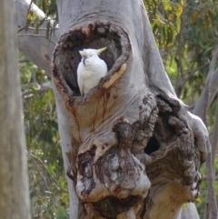 Cacatua galerita at Welby, NSW - suppressed