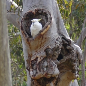 Cacatua galerita at Welby, NSW - 24 Jul 2024