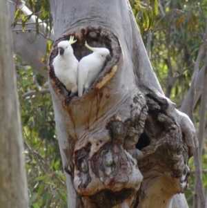 Cacatua galerita at Welby, NSW - 24 Jul 2024