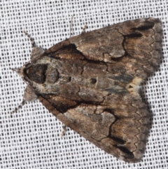Alophosoma hypoxantha (An Erebid moth (Catocalini)) at Sheldon, QLD - 8 Mar 2024 by PJH123