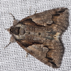 Alophosoma hypoxantha (An Erebid moth (Catocalini)) at Sheldon, QLD by PJH123