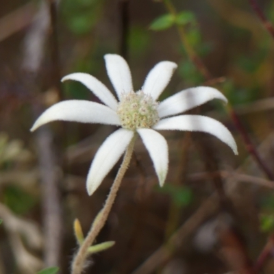 Actinotus helianthi (Flannel Flower) at Welby, NSW - 24 Jul 2024 by Curiosity