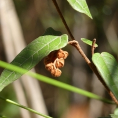 Lasiopetalum ferrugineum var. ferrugineum (Rusty Velvet-bush) at Mittagong, NSW - 24 Jul 2024 by Curiosity