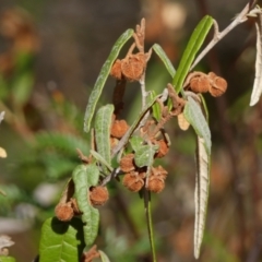 Lasiopetalum ferrugineum var. ferrugineum at Mittagong, NSW - 24 Jul 2024