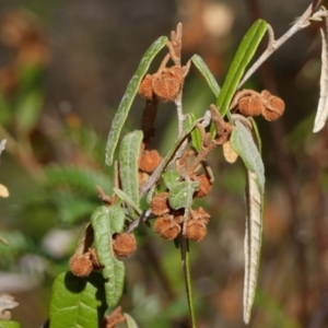 Lasiopetalum ferrugineum var. ferrugineum at Mittagong, NSW - 24 Jul 2024 12:37 PM