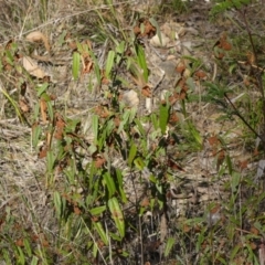 Lasiopetalum ferrugineum var. ferrugineum at Mittagong, NSW - 24 Jul 2024 12:37 PM