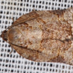 Anisogona simana (A Tortricid moth (Epitymbiini)) at Sheldon, QLD - 8 Mar 2024 by PJH123
