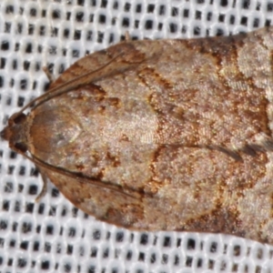 Anisogona simana (A Tortricid moth (Epitymbiini)) at Sheldon, QLD by PJH123