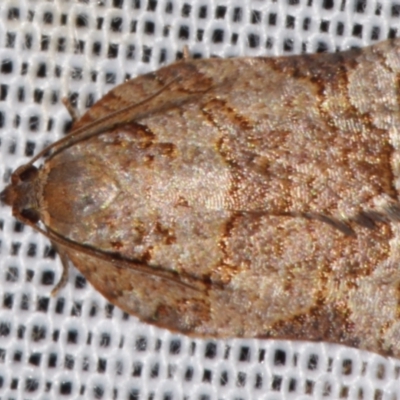 Anisogona simana (A Tortricid moth (Epitymbiini)) at Sheldon, QLD - 8 Mar 2024 by PJH123