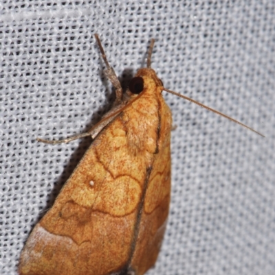 Anomis lyona (An Erebid moth) at Sheldon, QLD - 8 Mar 2024 by PJH123
