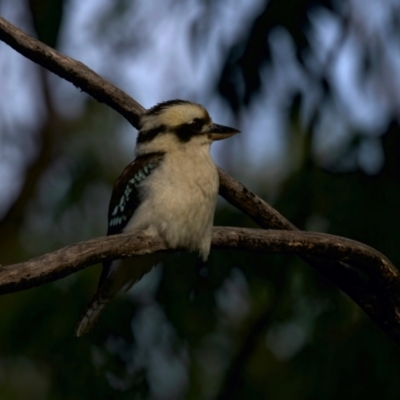 Dacelo novaeguineae (Laughing Kookaburra) at Mogo, NSW - 24 Jul 2024 by jb2602