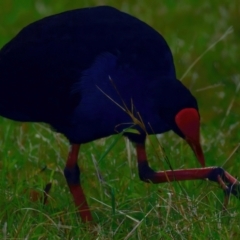 Porphyrio melanotus (Australasian Swamphen) at Mogo, NSW - 24 Jul 2024 by jb2602