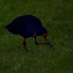 Porphyrio melanotus at Mogo, NSW - 24 Jul 2024