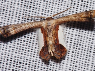 Balantiucha decorata (Other moths (Uraniiadae family)) at Sheldon, QLD - 8 Mar 2024 by PJH123