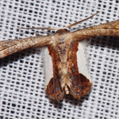 Balantiucha decorata (Other moths (Uraniiadae family)) at Sheldon, QLD - 8 Mar 2024 by PJH123