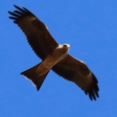 Milvus migrans (Black Kite) at Opalton, QLD - 25 Jul 2024 by lbradley