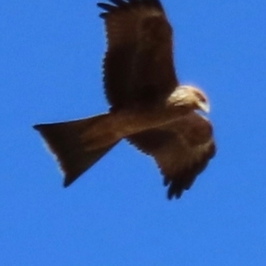 Milvus migrans at Opalton, QLD - 25 Jul 2024 09:25 AM