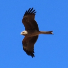 Milvus migrans at Opalton, QLD - 25 Jul 2024 09:25 AM