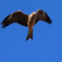 Milvus migrans at Opalton, QLD - 25 Jul 2024 09:25 AM