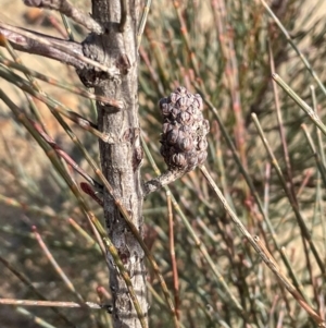 Allocasuarina distyla at Bulee, NSW - 24 Jul 2024