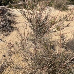 Allocasuarina distyla at Bulee, NSW - 24 Jul 2024