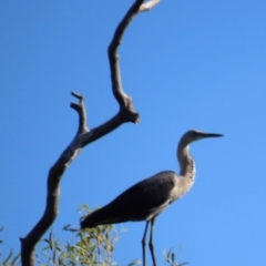 Ardea pacifica (White-necked Heron) at Opalton, QLD - 24 Jul 2024 by lbradley
