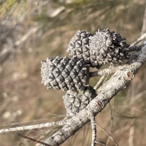 Allocasuarina littoralis at Lower Borough, NSW - 24 Jul 2024