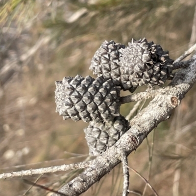 Allocasuarina littoralis (Black She-oak) at Lower Borough, NSW - 24 Jul 2024 by JaneR